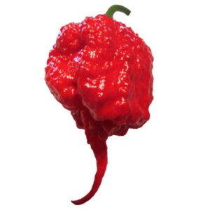 carolina-reaper